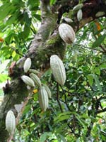 Cocoa Tree